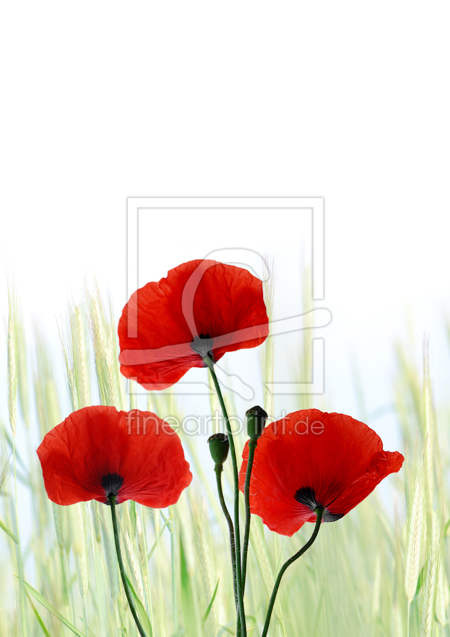 Bild-Nr.: 10592315 Mohnblumen erstellt von Atteloi