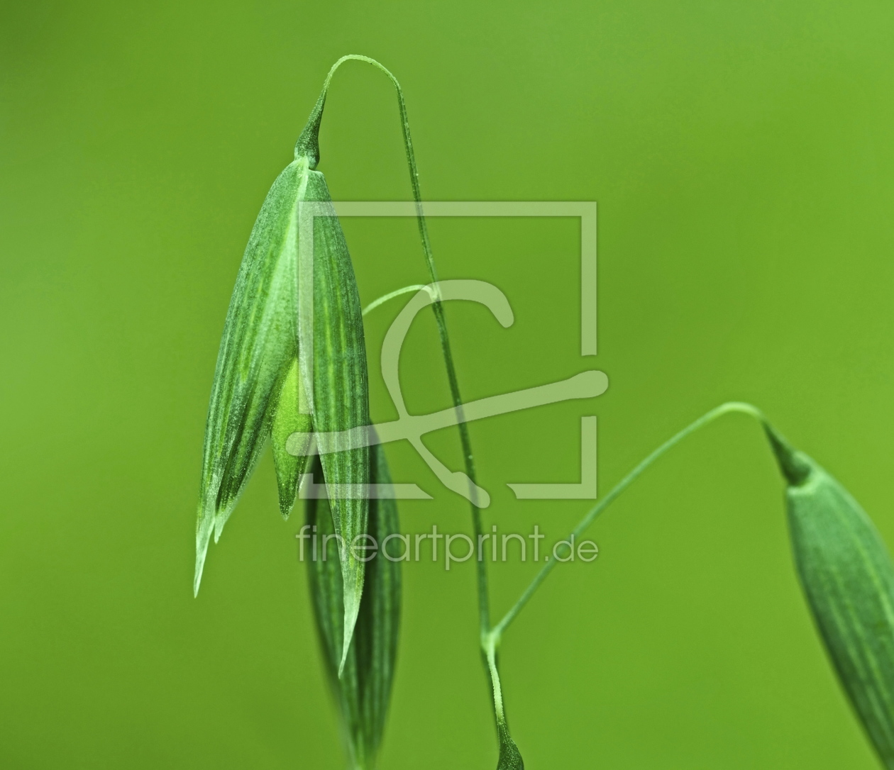 Bild-Nr.: 10592319 green oats grain erstellt von Ursula Reins