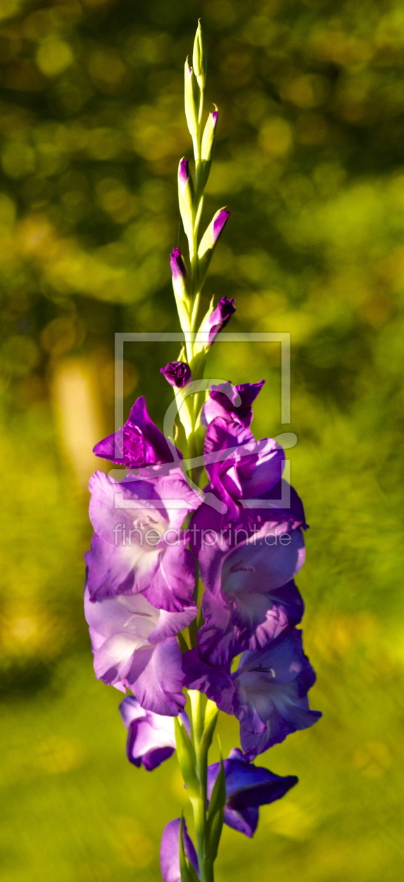 Bild-Nr.: 10593723 Just Beautiful erstellt von Just4fun38