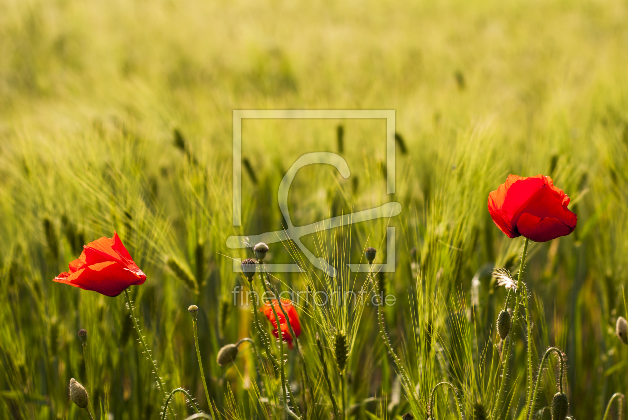 Bild-Nr.: 10595831 Mohn erstellt von Gabriele-Berlin