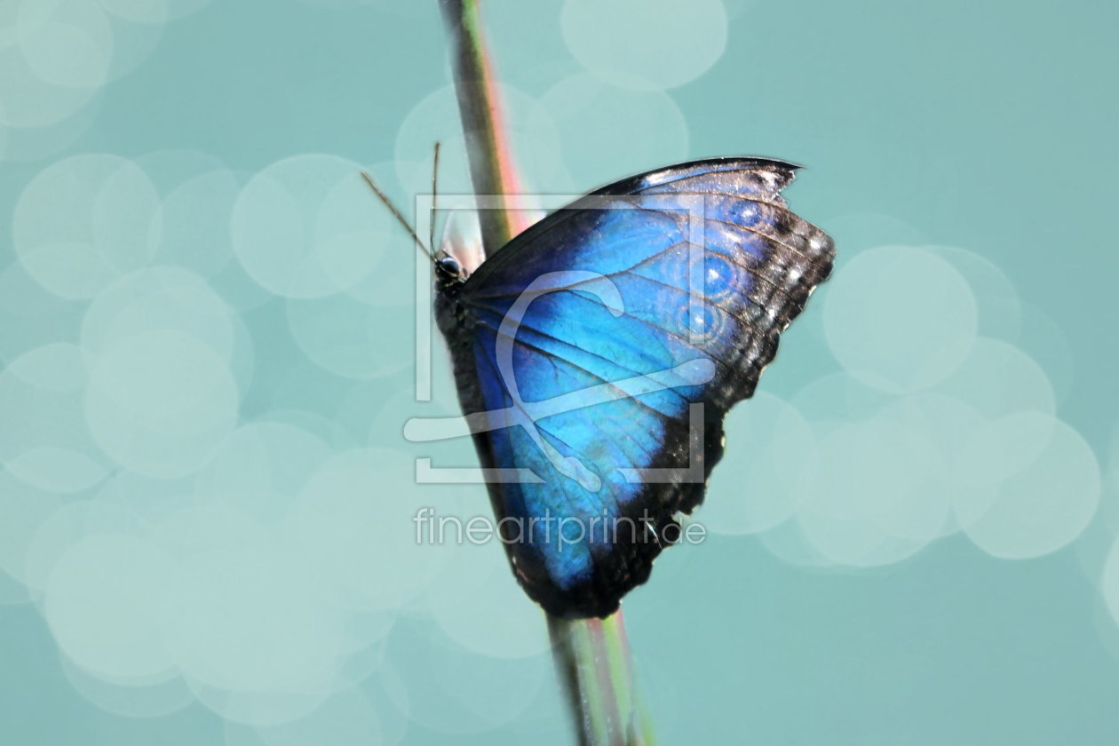 Bild-Nr.: 10595851 Blauer Morphofalter erstellt von Heike Hultsch