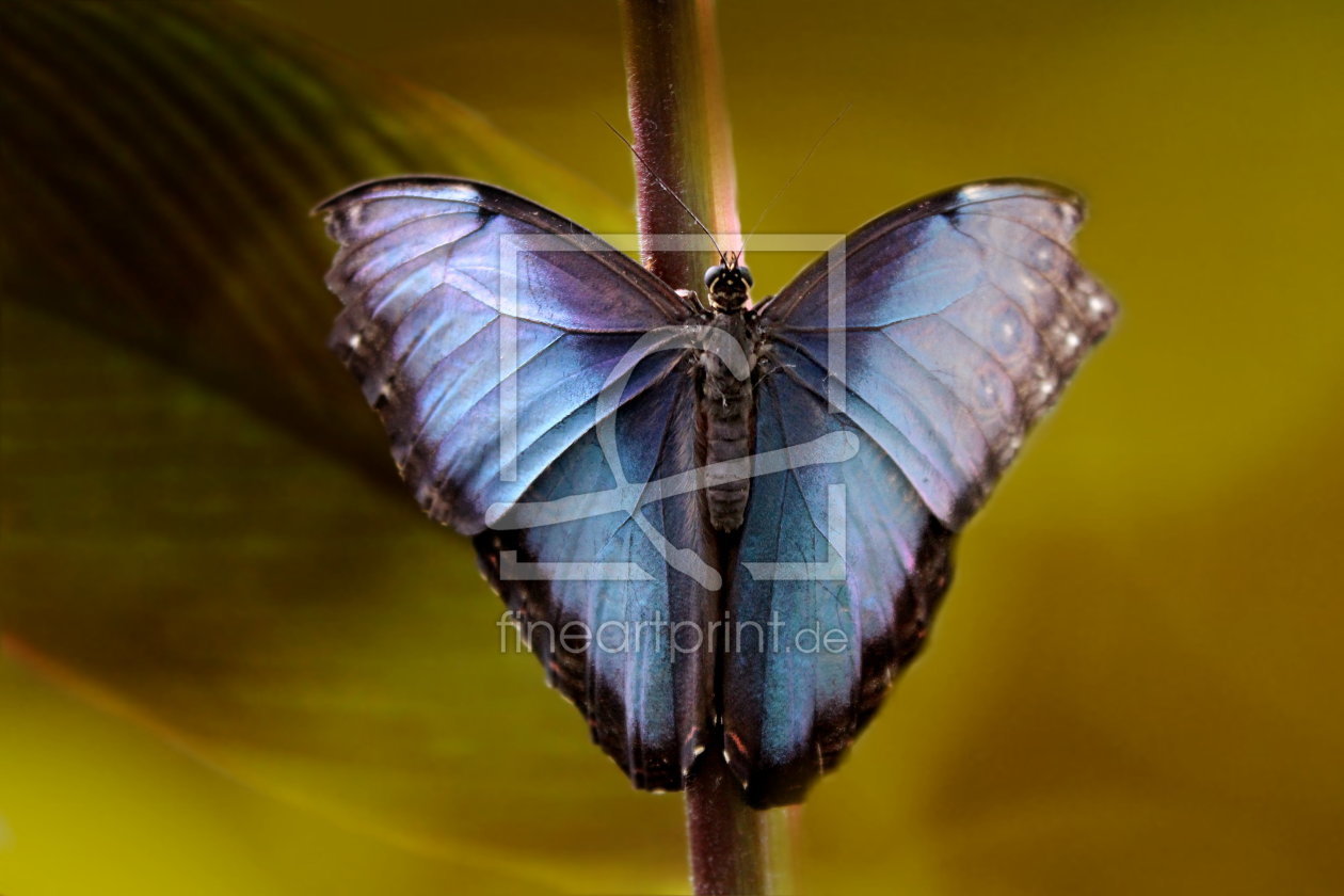 Bild-Nr.: 10595853 Blauer Morphofalter erstellt von Heike  Hultsch