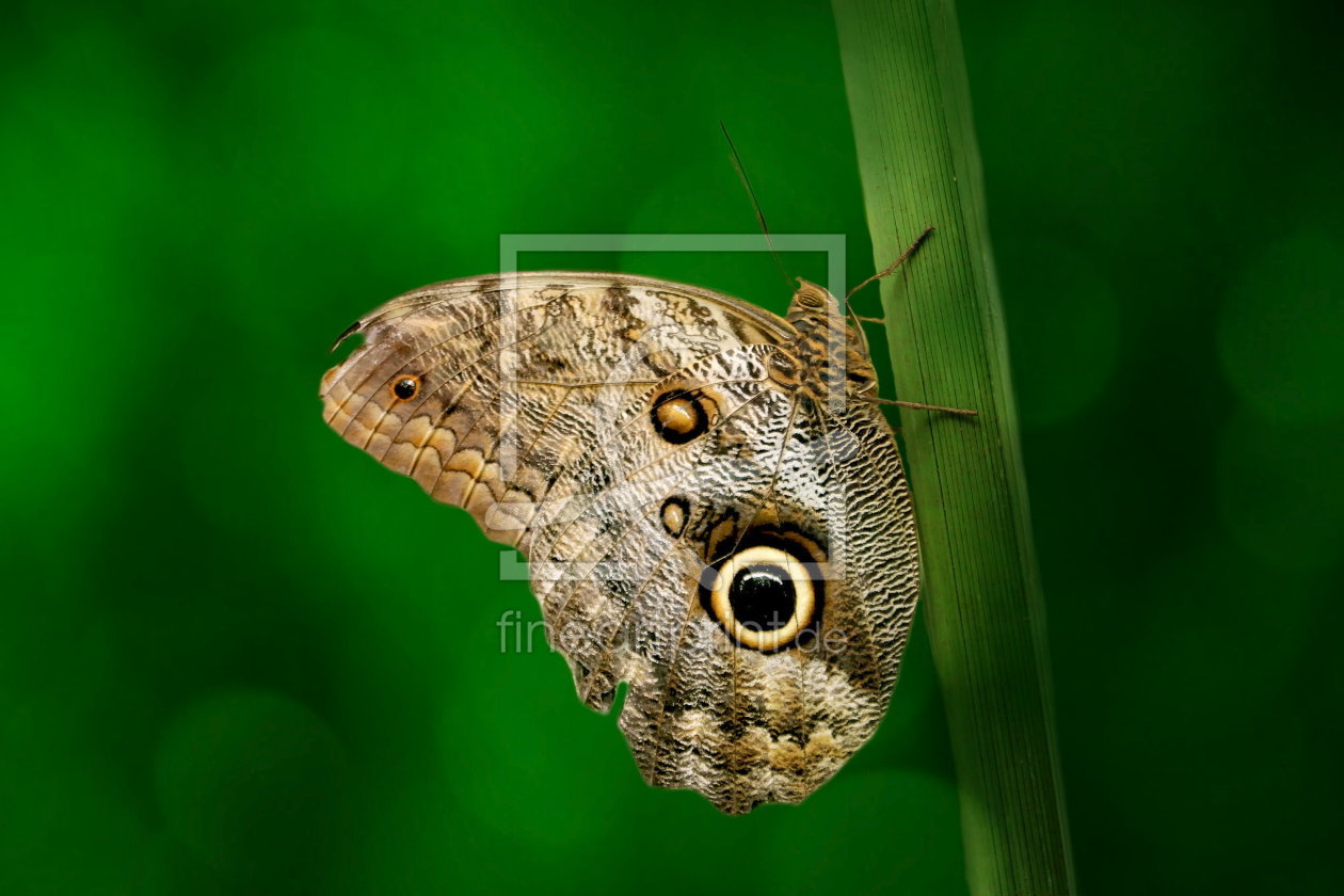 Bild-Nr.: 10595855 Caligo Eurilochus erstellt von Heike Hultsch