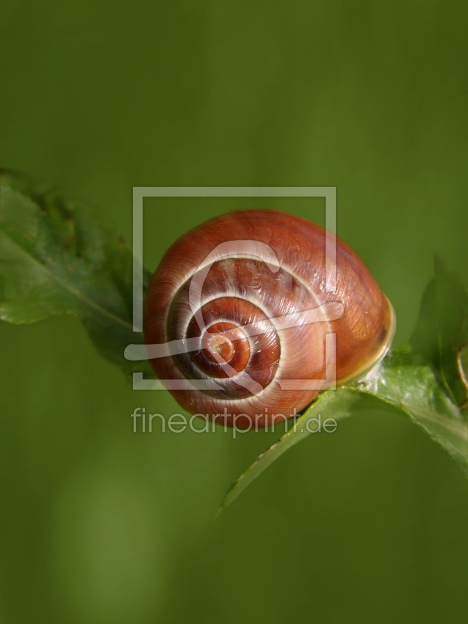 Bild-Nr.: 10596577 Schnecke erstellt von Heike  Hultsch