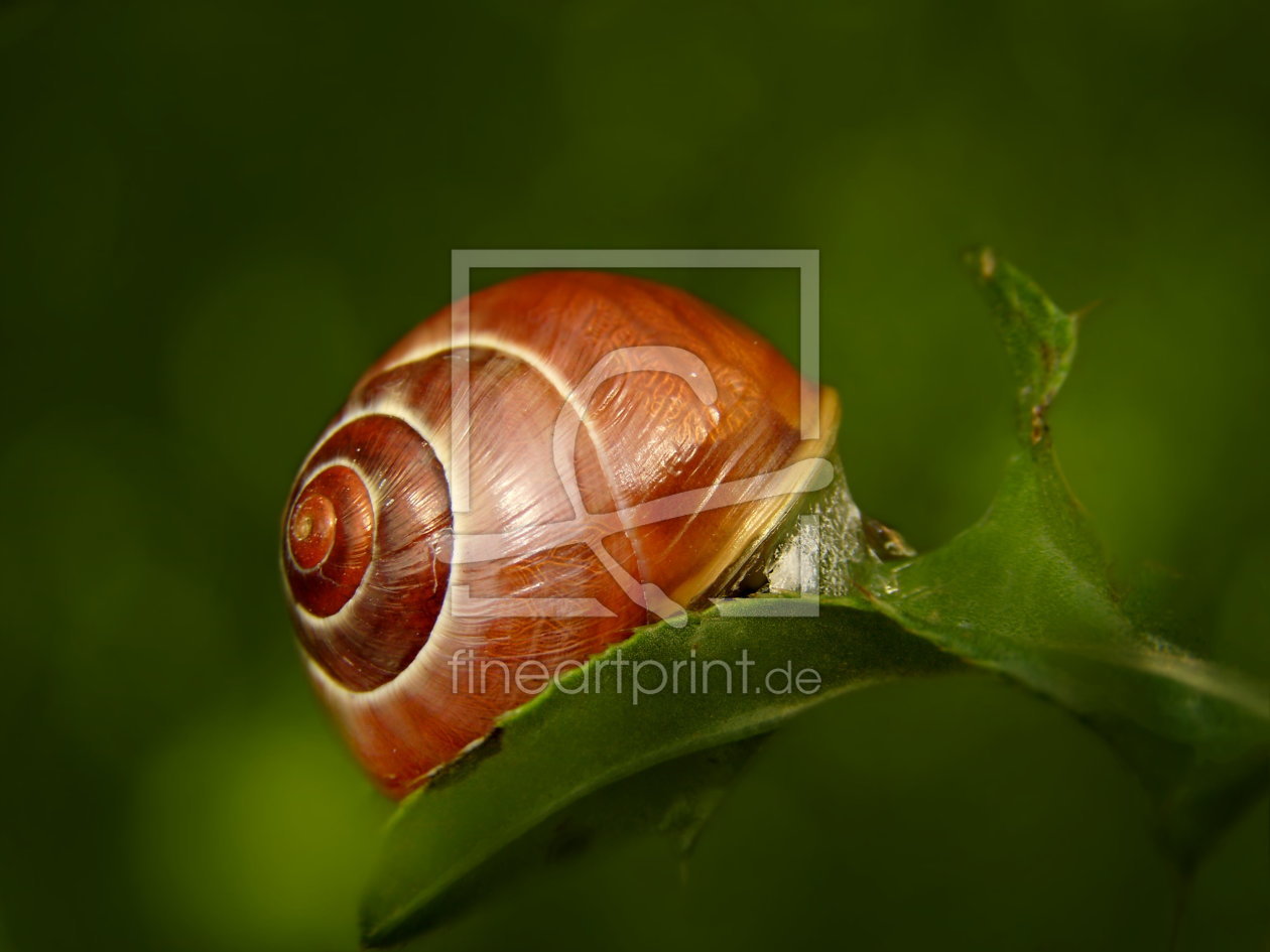 Bild-Nr.: 10596581 Schnecke erstellt von Heike Hultsch