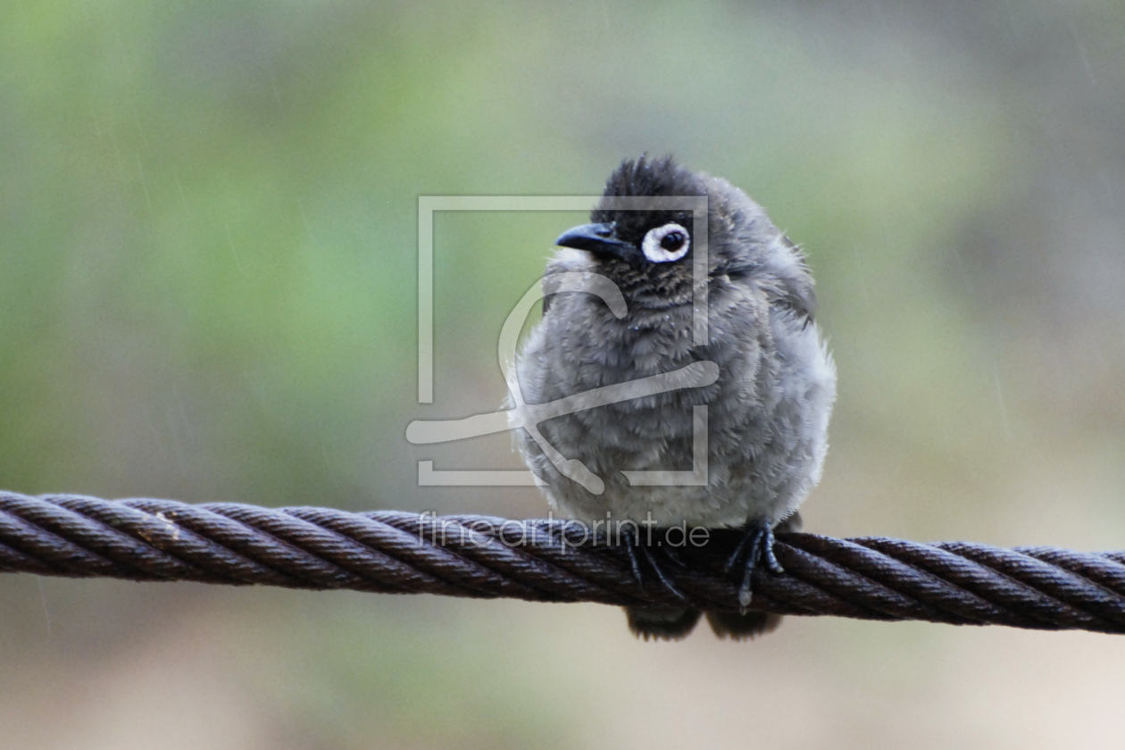 Bild-Nr.: 10597429 bird on a wire erstellt von stylepic