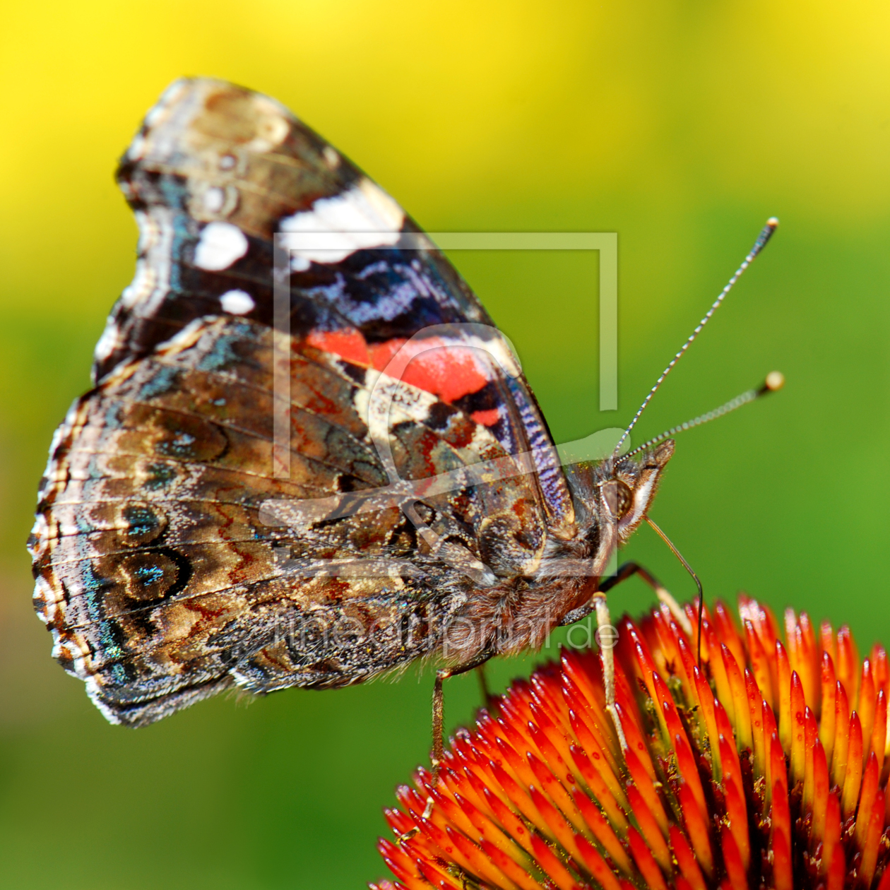 Bild-Nr.: 10599390 Butterfly erstellt von Atteloi