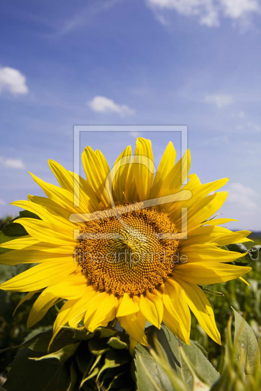 Bild-Nr.: 10599588 Sonnenblume erstellt von CarlosHernandez