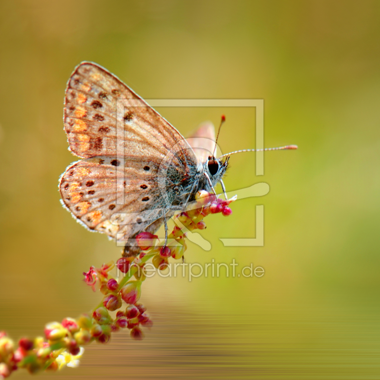 Bild-Nr.: 10599760 Butterfly erstellt von Atteloi