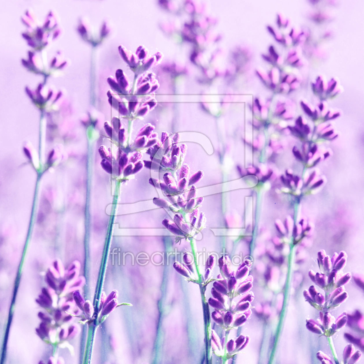 Bild-Nr.: 10600270 Lavendel erstellt von Atteloi