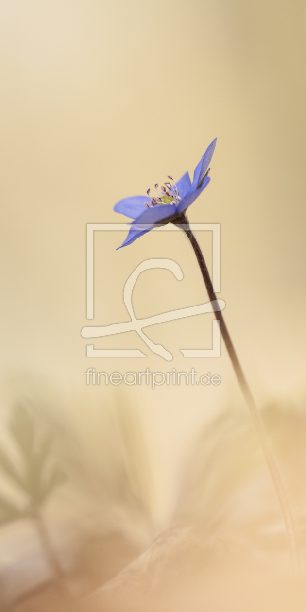 Bild-Nr.: 10600540 Anemone erstellt von Gabriele-Berlin