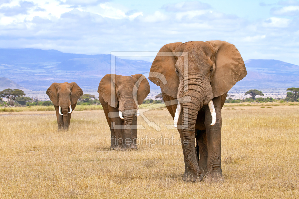 Bild-Nr.: 10601608 Drei Elefanten am Fuß des Kilimanjaro erstellt von Safarifotografie