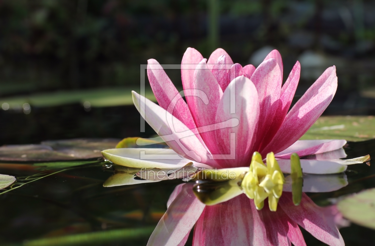 Bild-Nr.: 10602118 Seerose erstellt von falconer59