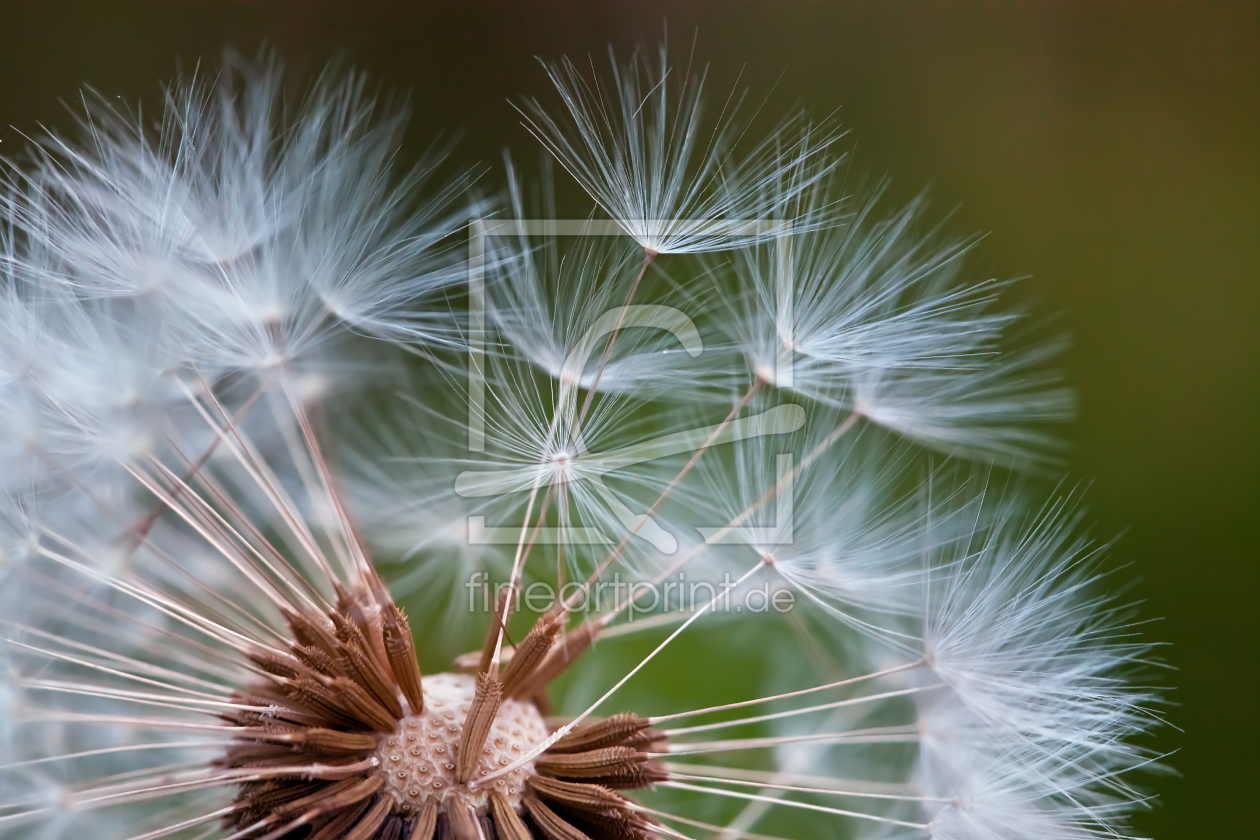 Bild-Nr.: 10602488 Pusteblume erstellt von diletta