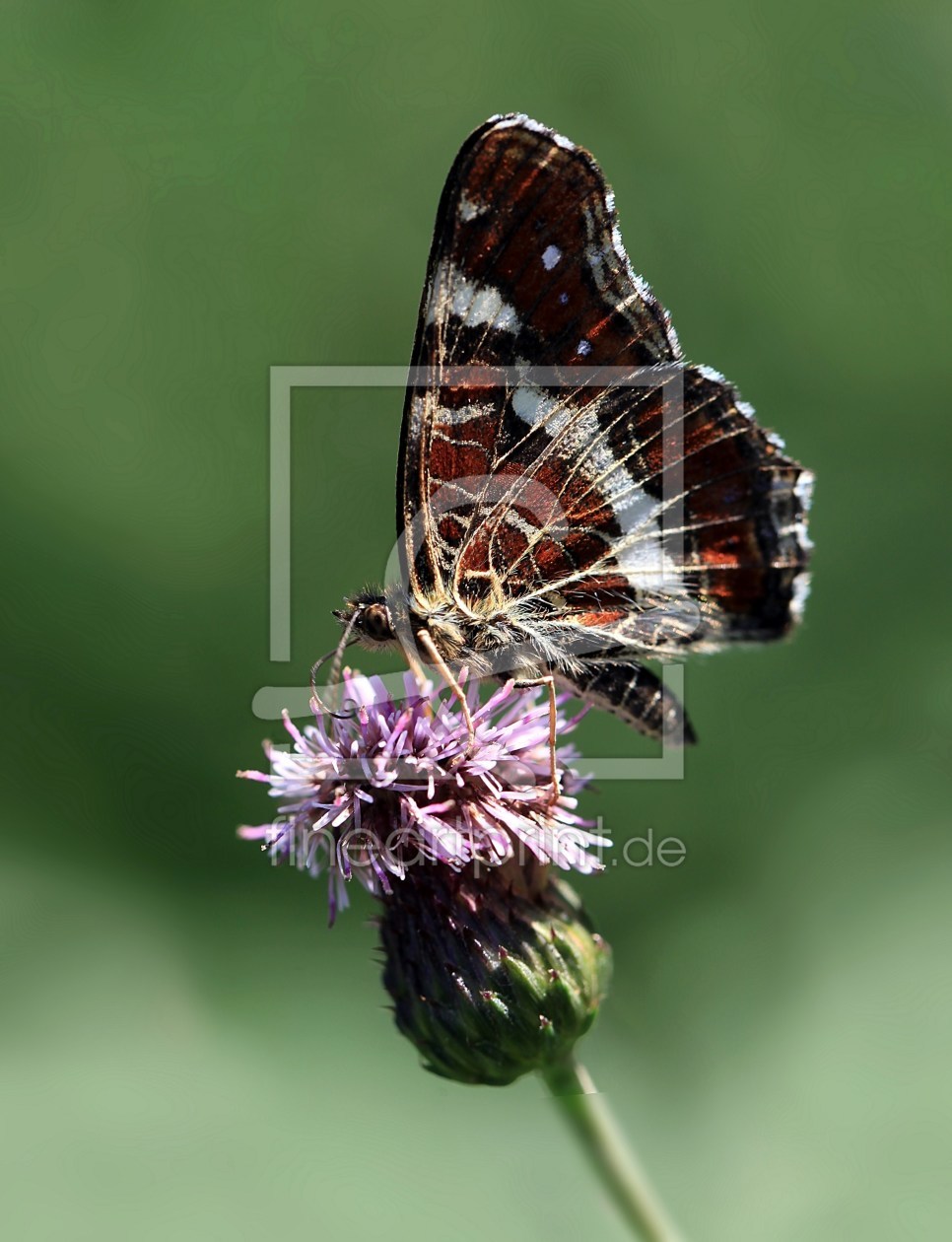 Bild-Nr.: 10602940 Landkärtchen (Sommergeneration) erstellt von Renate Knapp