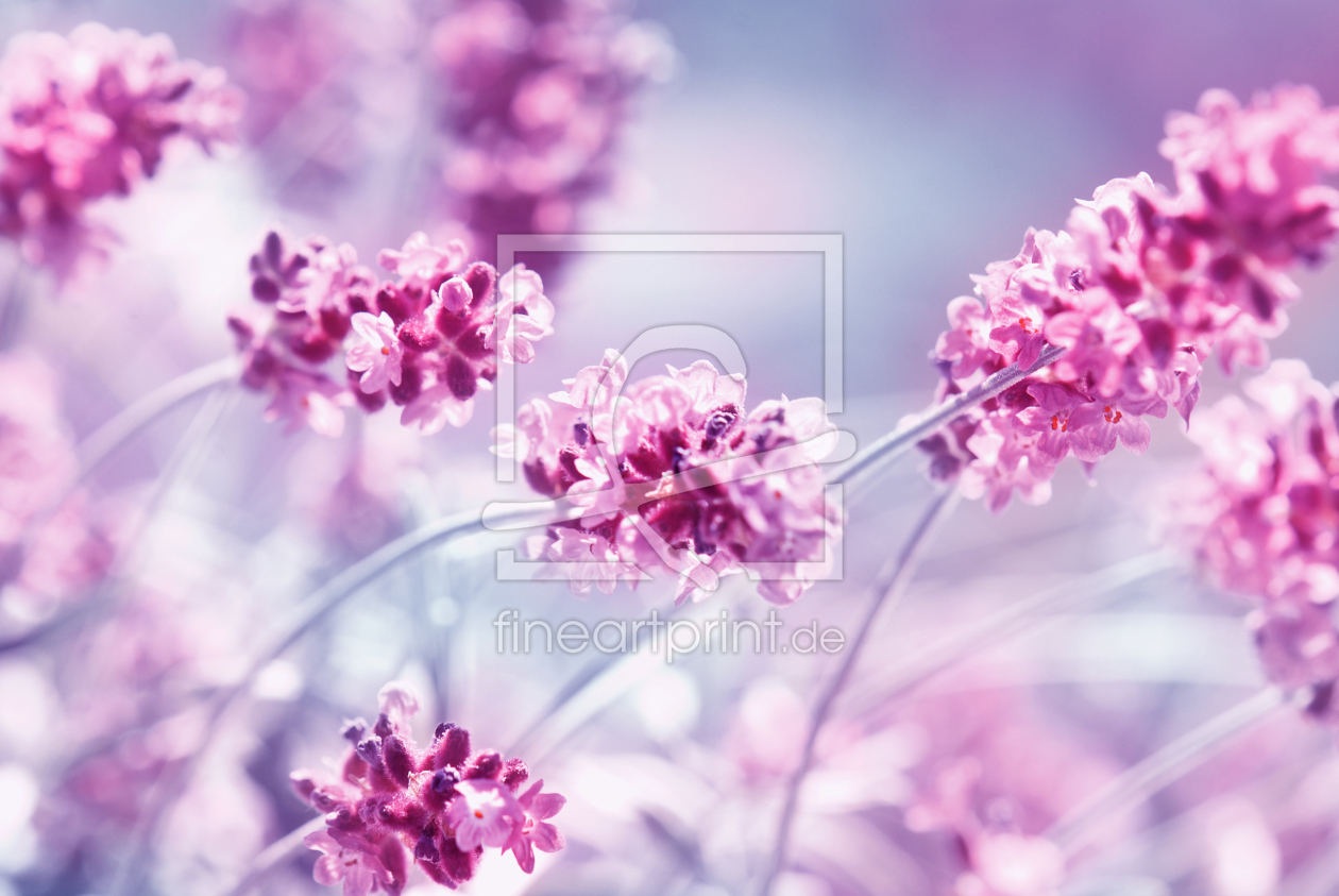 Bild-Nr.: 10603566 Lavendel erstellt von Atteloi