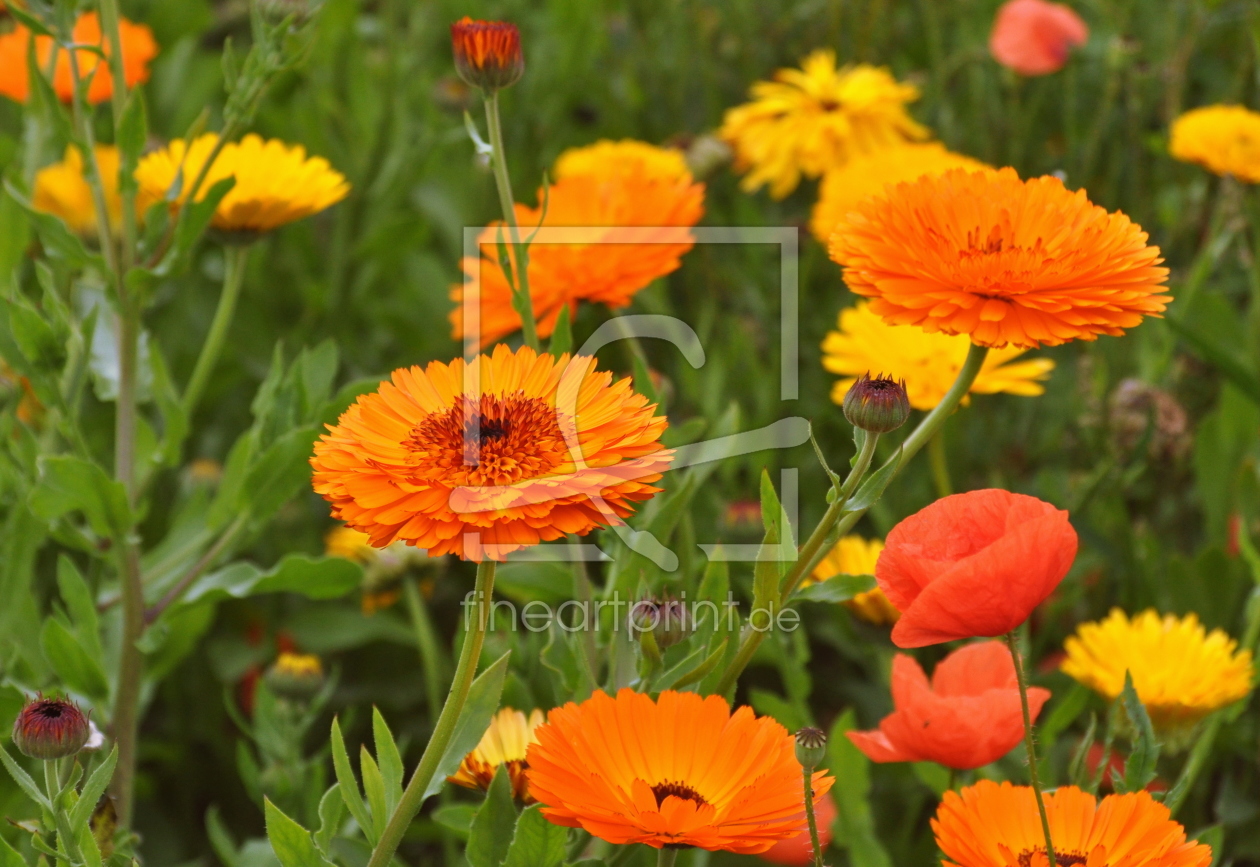 Bild-Nr.: 10603872 Ringelblumen erstellt von GUGIGEI