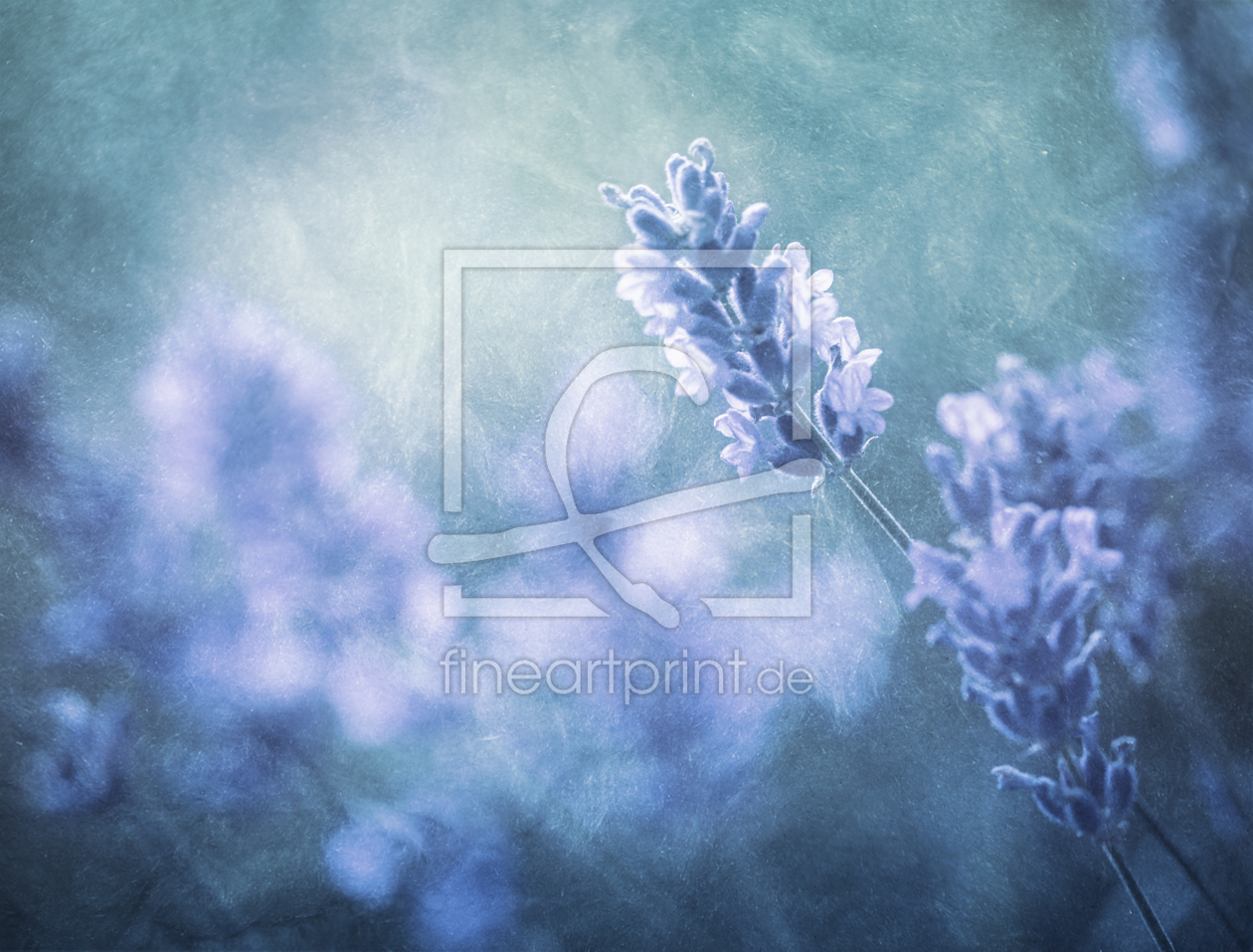 Bild-Nr.: 10605598 Lavendel im Licht erstellt von Daniela Beyer