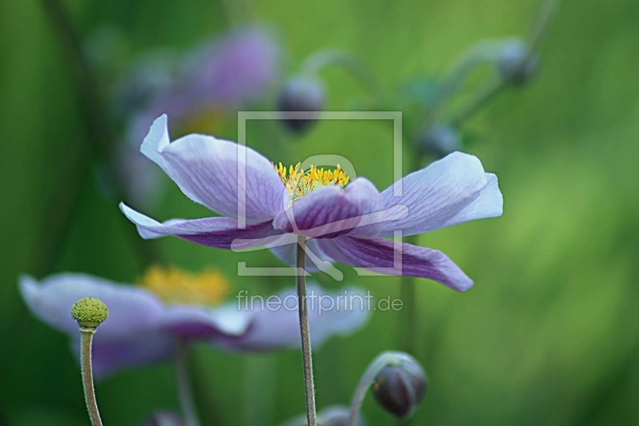 Bild-Nr.: 10606442 Anemonen erstellt von youhaveadream