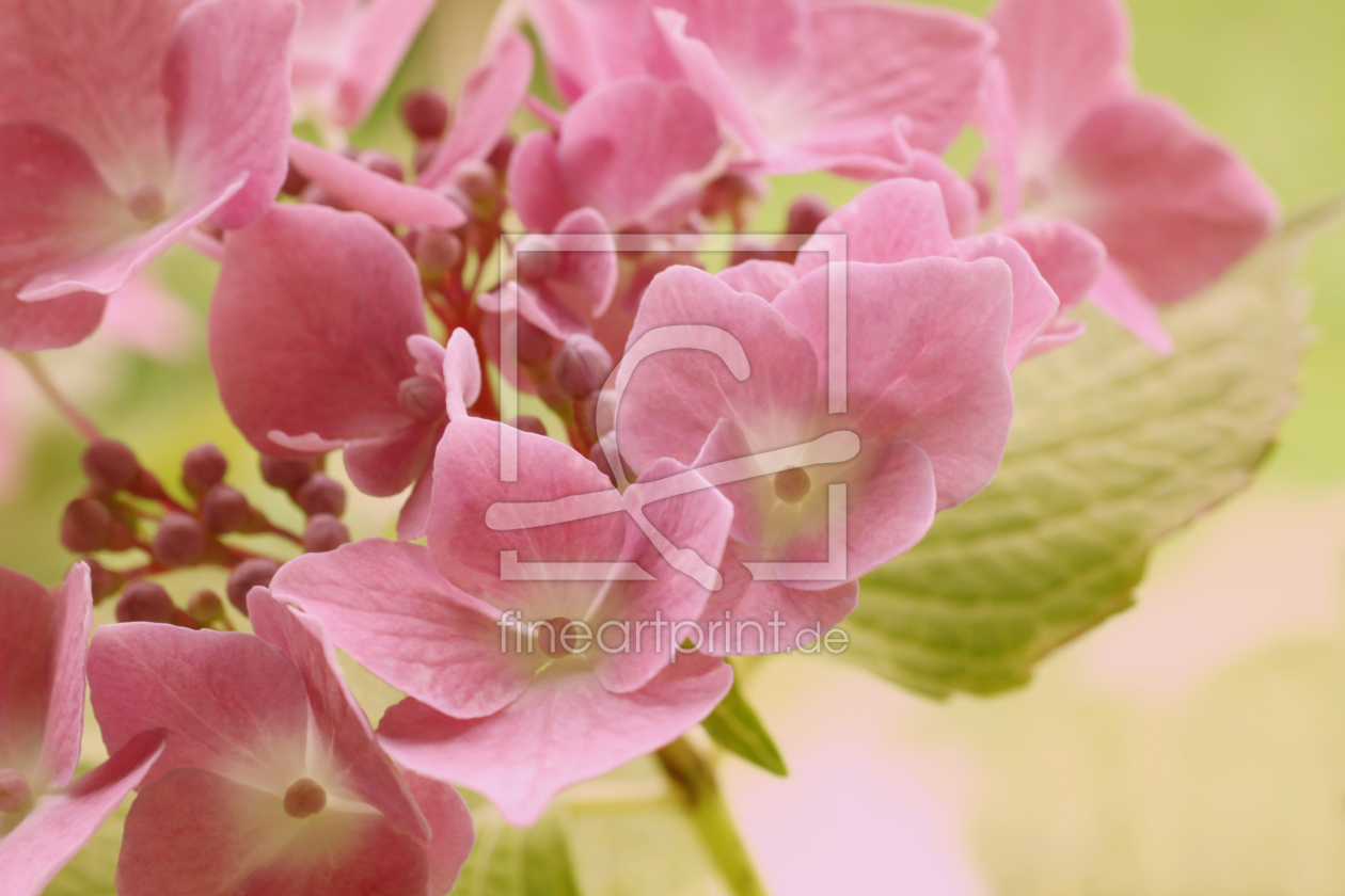 Bild-Nr.: 10606582 Hortensie erstellt von pichris