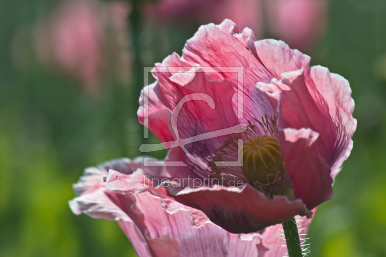 Bild-Nr.: 10606724 Mohnblüten erstellt von Stephanie Stephanie Dannecker