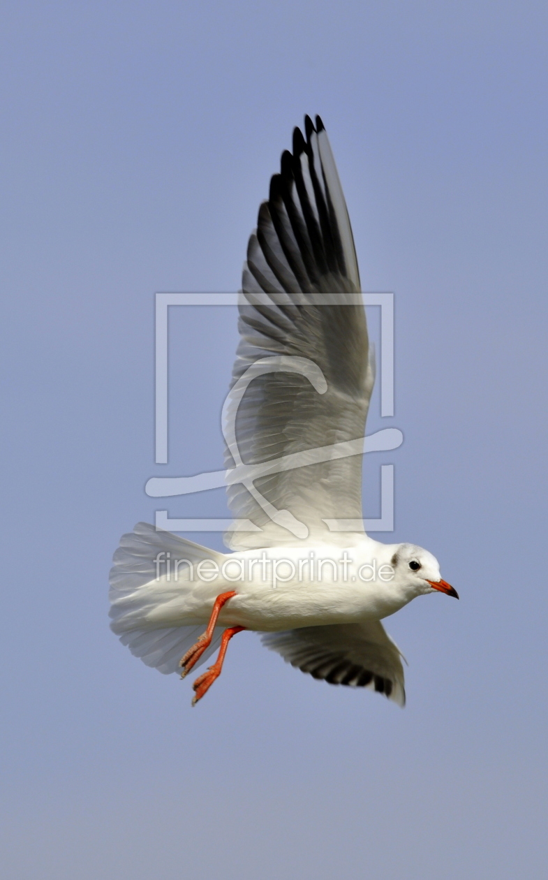 Bild-Nr.: 10607250 .. im Flug .. erstellt von GUGIGEI