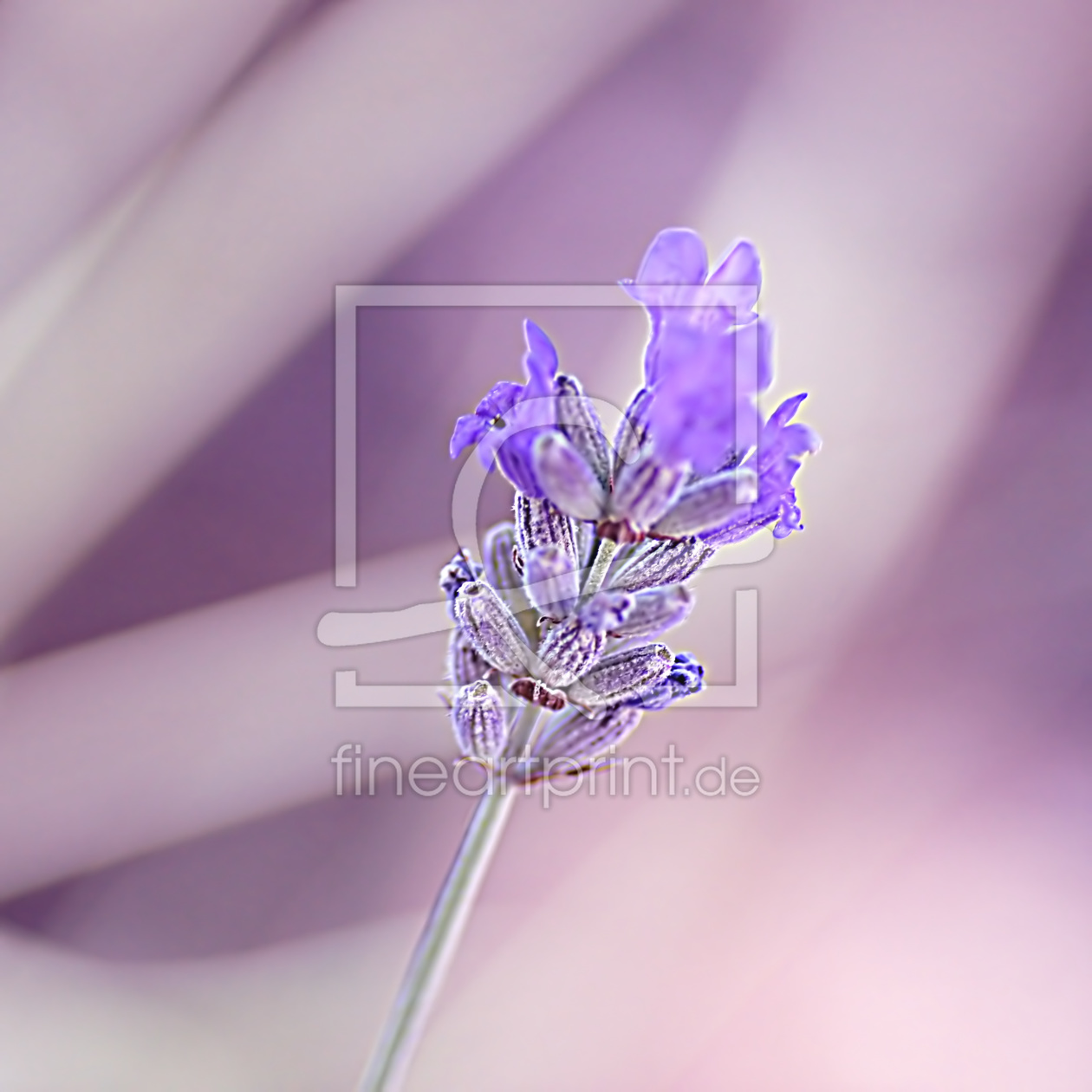 Bild-Nr.: 10607266 Lavendel-Duft erstellt von youhaveadream