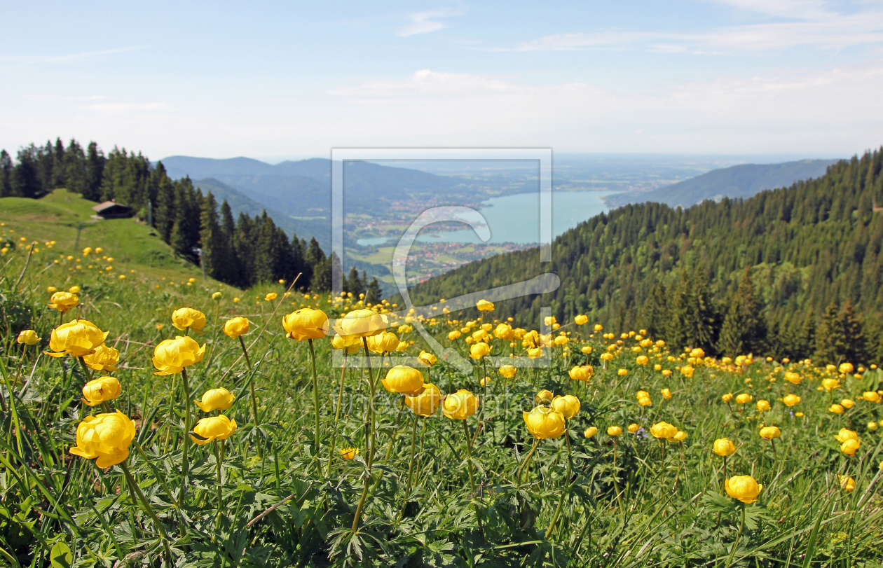 Bild-Nr.: 10608814 Trollblumenwiese am Wallberg erstellt von SusaZoom