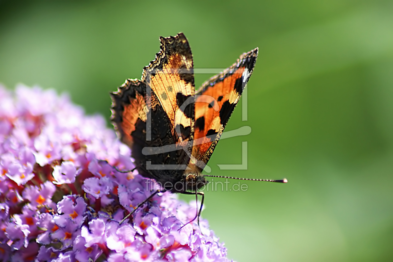 Bild-Nr.: 10608982 Butterfly erstellt von youhaveadream