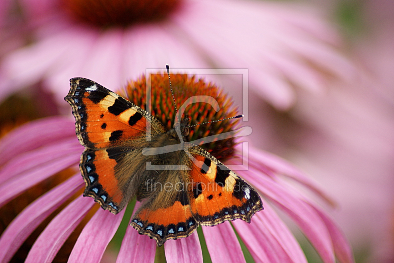 Bild-Nr.: 10610362 Butterfly erstellt von youhaveadream