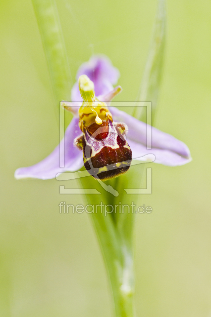 Bild-Nr.: 10611016 wilde Orchideen erstellt von Daniela Beyer