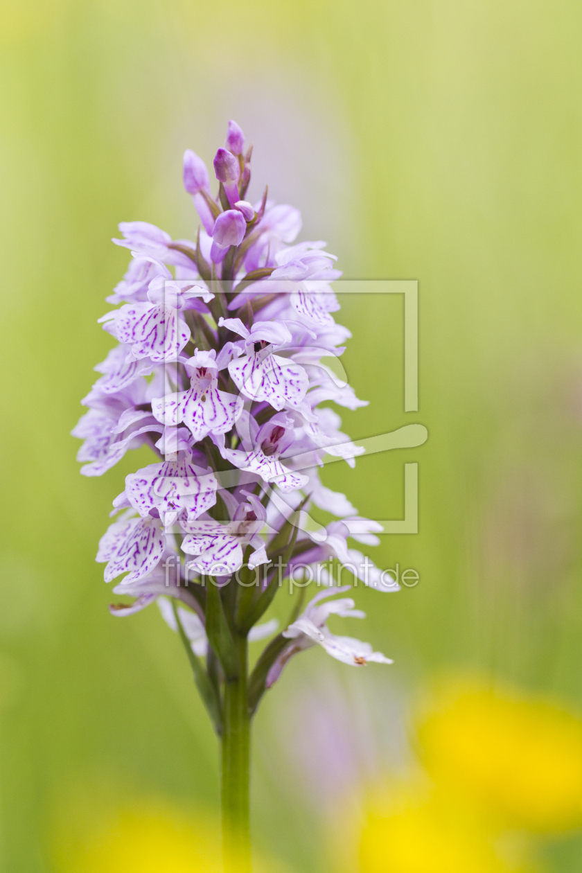 Bild-Nr.: 10611050 wilde Orchideen II erstellt von Daniela Beyer