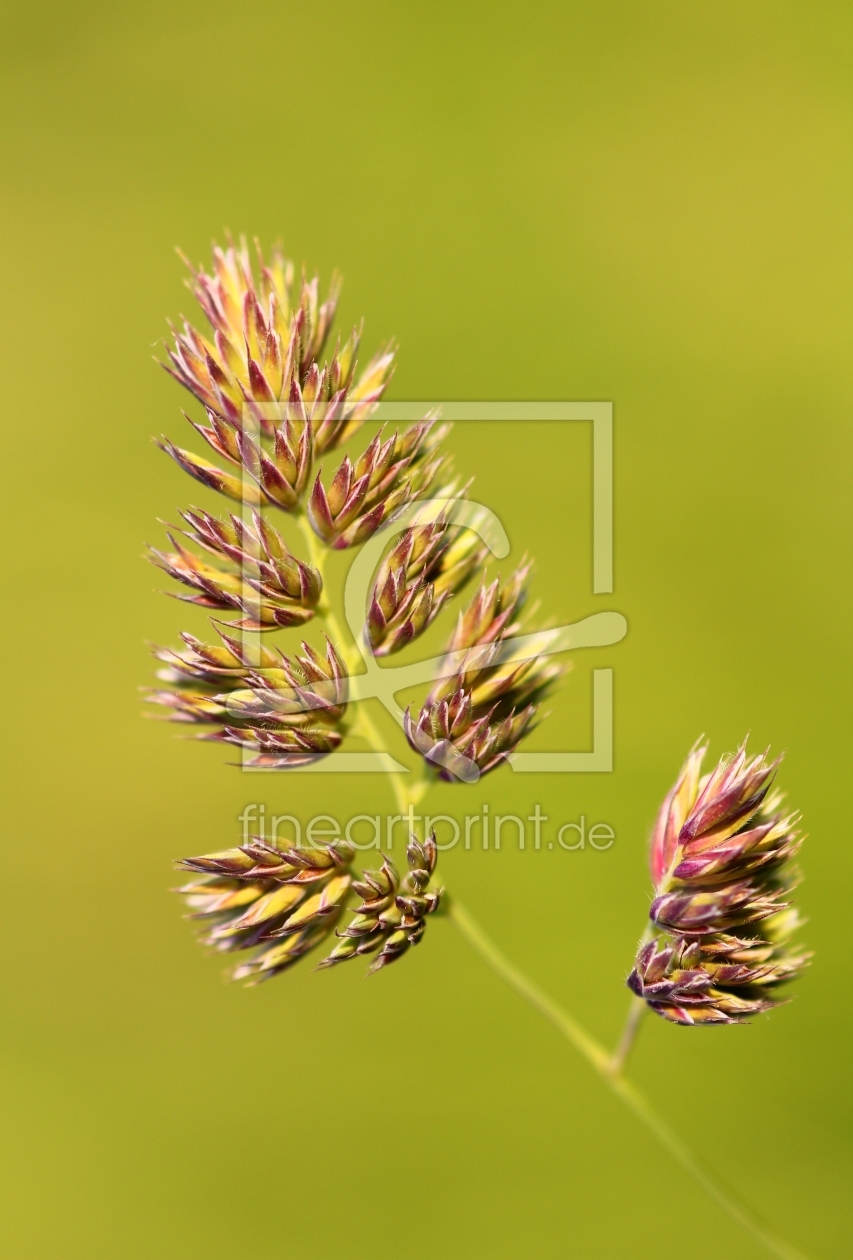 Bild-Nr.: 10611982 Grasblüten erstellt von falconer59