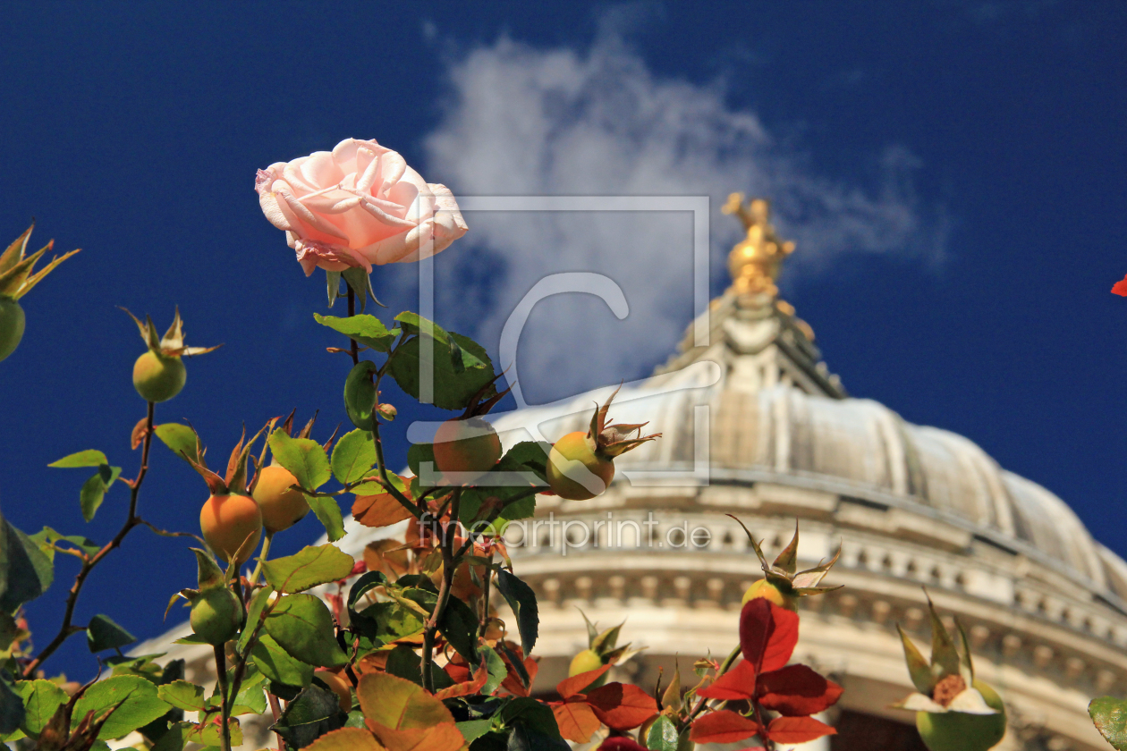 Bild-Nr.: 10612102 London Rose erstellt von Photosynthese