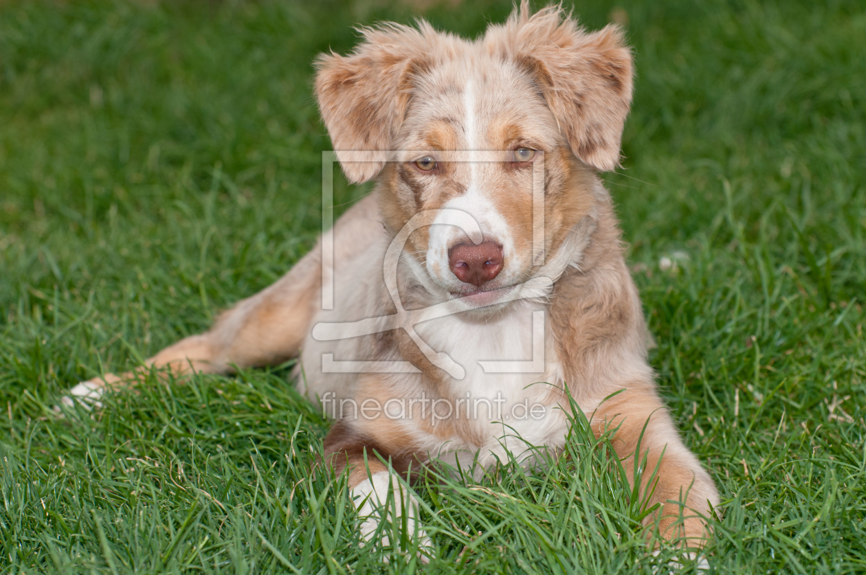 Bild-Nr.: 10612276 Australian Shepherd Welpe erstellt von UweGrosenick