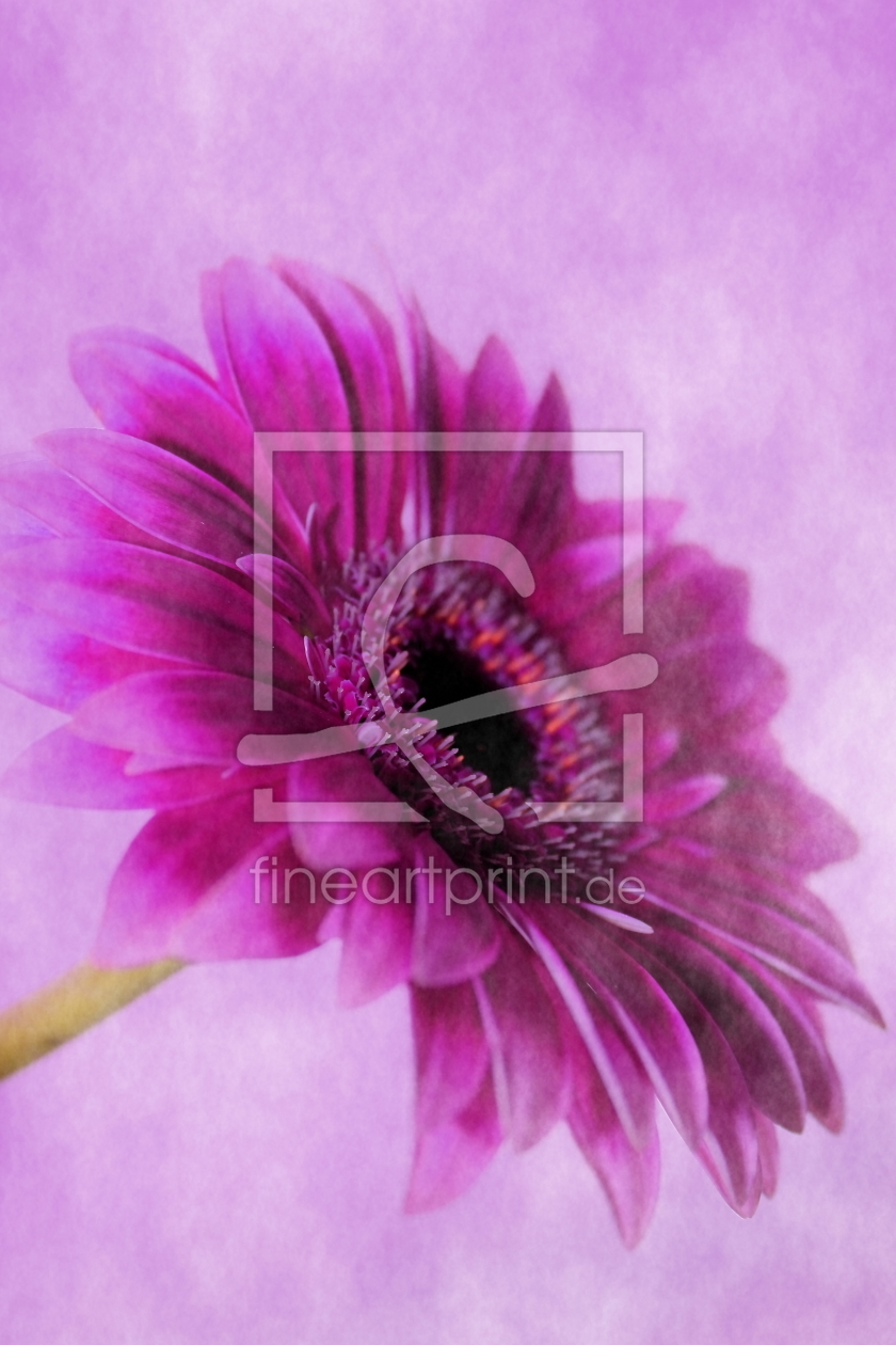 Bild-Nr.: 10613038 Gerbera erstellt von Christine Bässler
