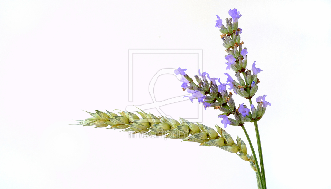 Bild-Nr.: 10616376 Blüten und Früchte erstellt von Rolf Eschbach