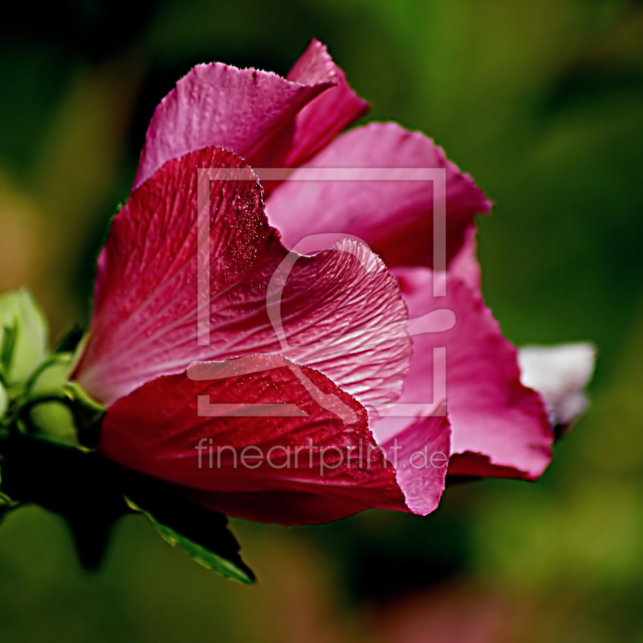 Bild-Nr.: 10616498 Hibiscus erstellt von youhaveadream