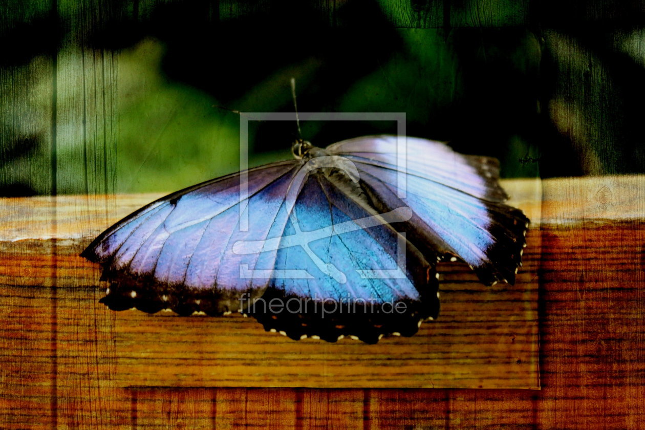 Bild-Nr.: 10617238 Morphofalter - Version 3 erstellt von Heike  Hultsch