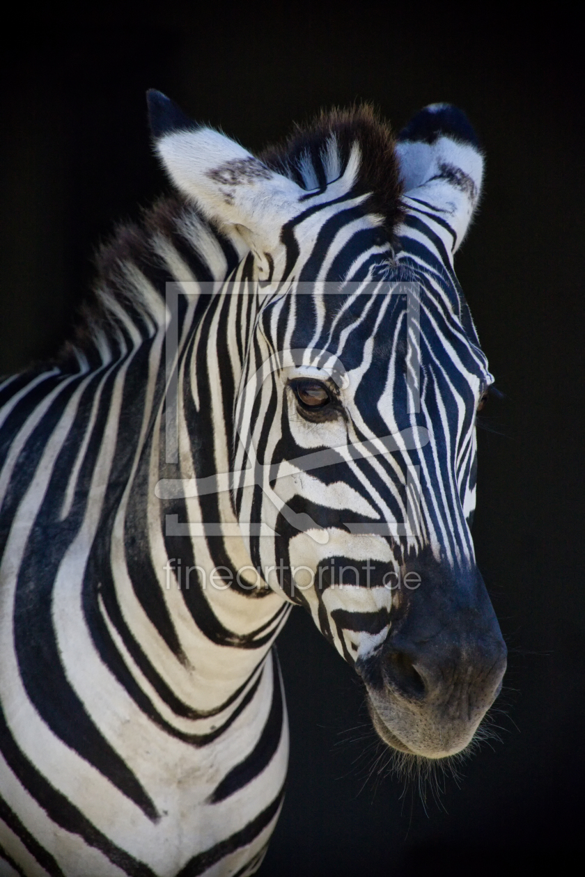 Bild-Nr.: 10617930 Zebra II erstellt von Timo Geble