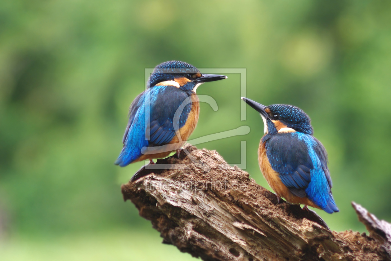 Bild-Nr.: 10618534 ***DIE BLAUEN EDELSTEINE*** erstellt von WildlifePhotography