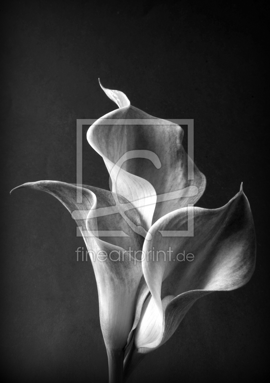 Bild-Nr.: 10619172 Calla-Flames erstellt von Rolf Eschbach