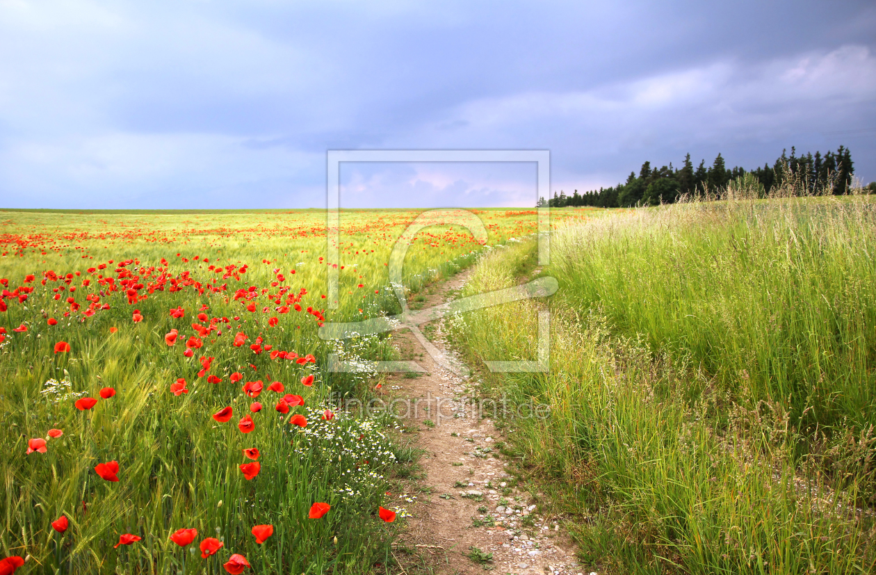 Bild-Nr.: 10619774 Mohnblumen am Weg erstellt von SusaZoom