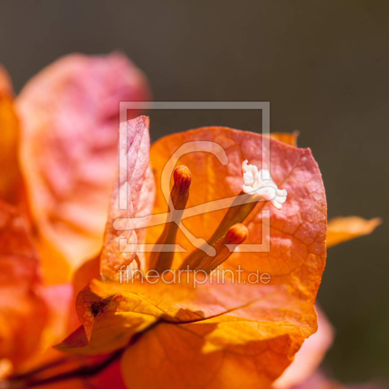 Bild-Nr.: 10620462 rosa Bougainvillea erstellt von ralf kaiser