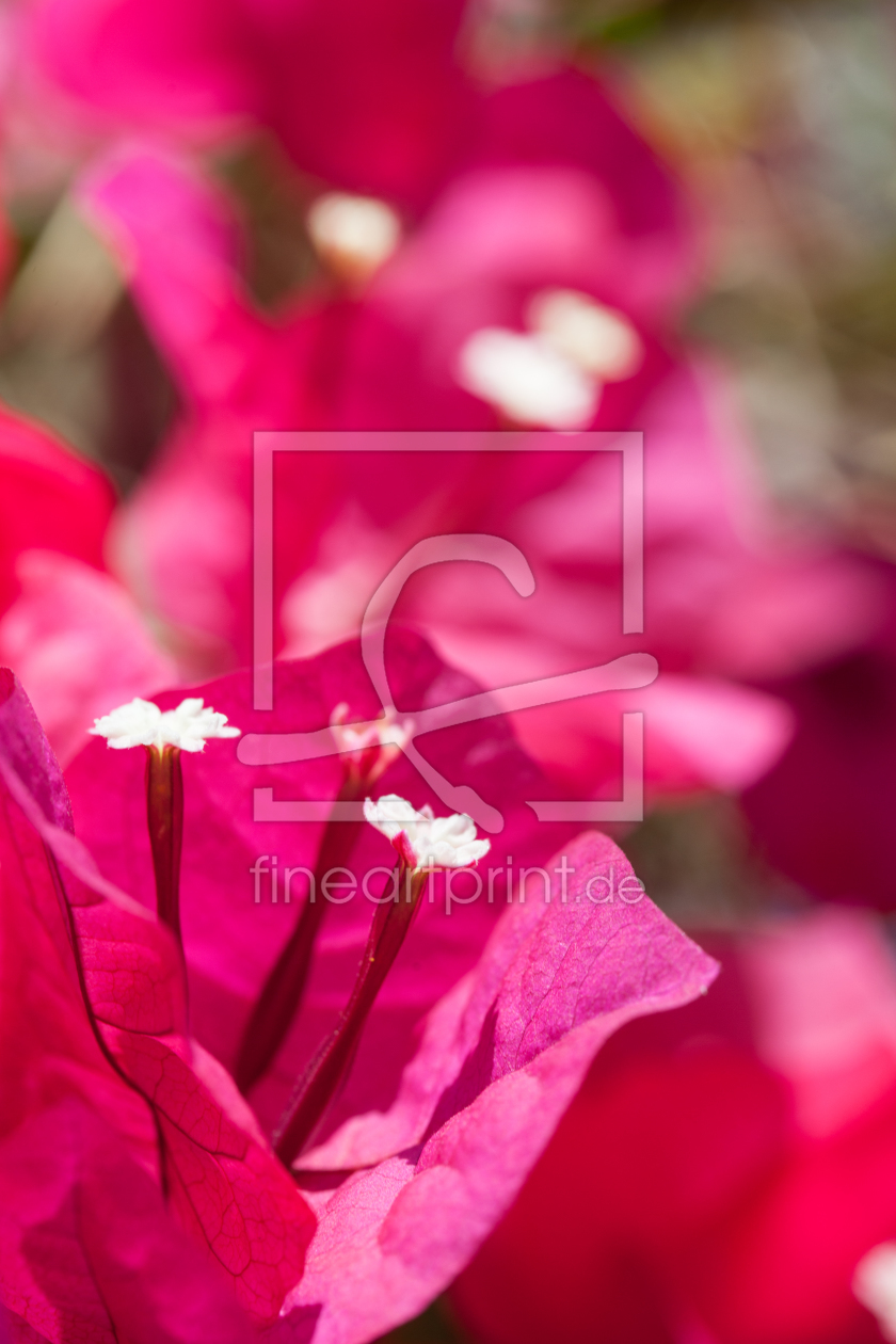 Bild-Nr.: 10620464 rote Bougainvillea erstellt von ralf kaiser