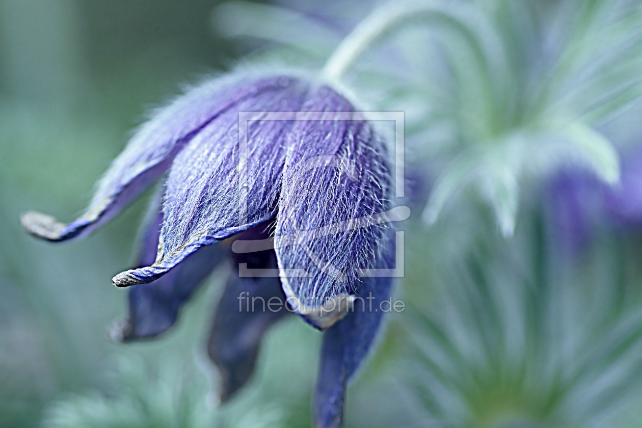 Bild-Nr.: 10620534 Pulsatilla erstellt von youhaveadream