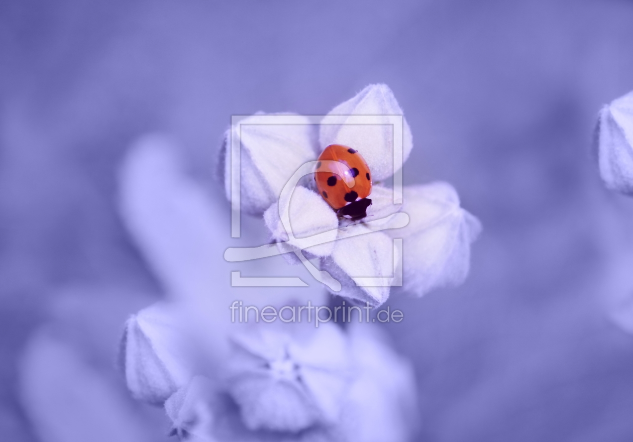 Bild-Nr.: 10620538 Blue Dream ~ Sleeping Ladybug erstellt von syoung-photography