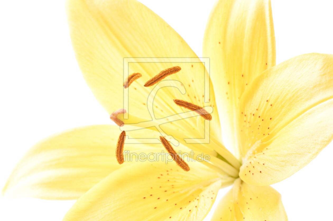 Bild-Nr.: 10620614 yellow lily erstellt von UweGrosenick