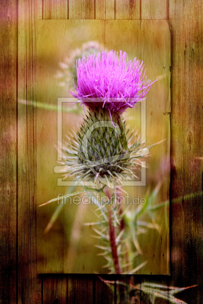 Bild-Nr.: 10621488 Distel Hochformat erstellt von Heike Hultsch