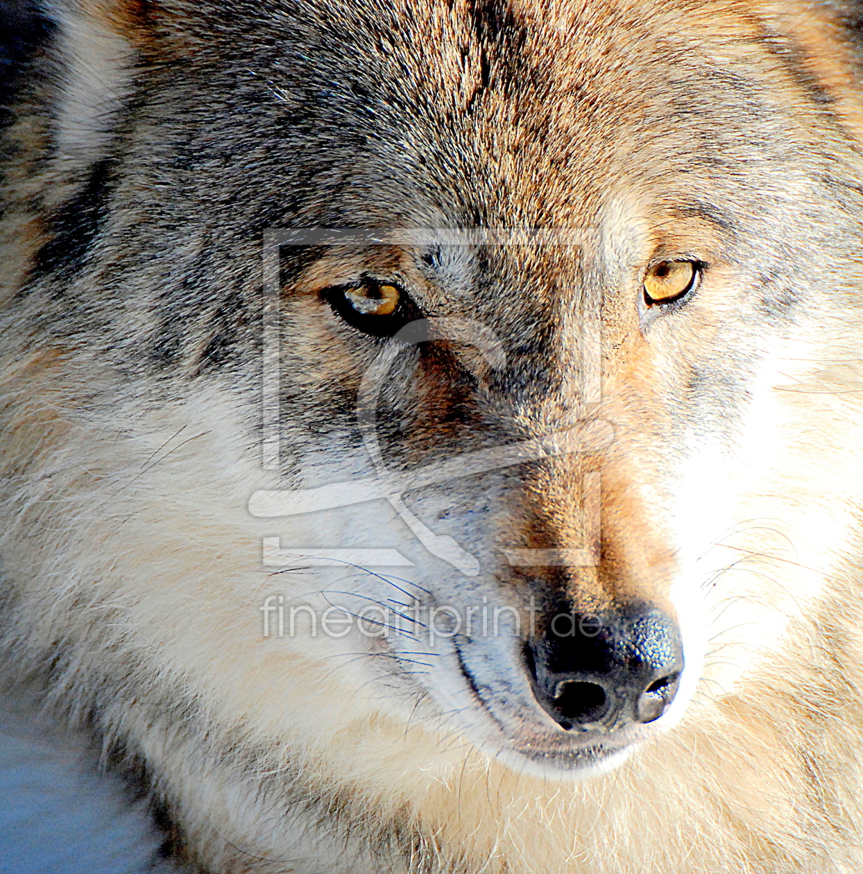 Bild-Nr.: 10621678 Wolfsgesicht erstellt von GUGIGEI